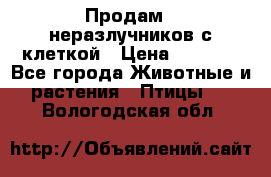 Продам 2 неразлучников с клеткой › Цена ­ 2 500 - Все города Животные и растения » Птицы   . Вологодская обл.